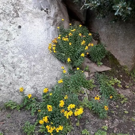 Frühstückspension La Collina Dei Ciliegi