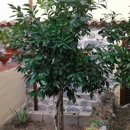 La Collina Dei Ciliegi Frühstückspension *