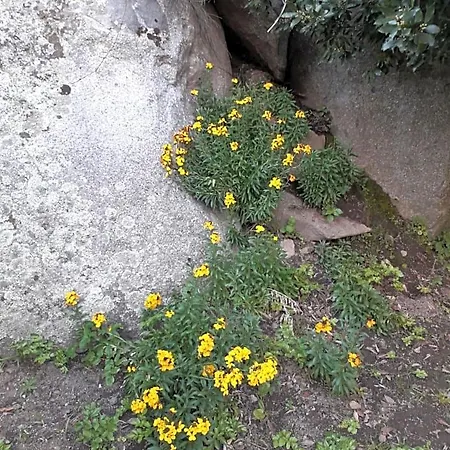 La Collina Dei Ciliegi