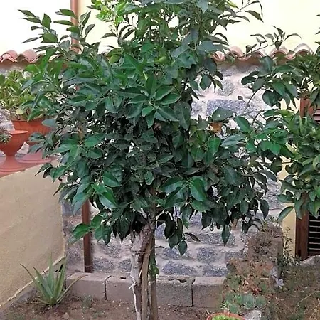 B&B La Collina Dei Ciliegi *